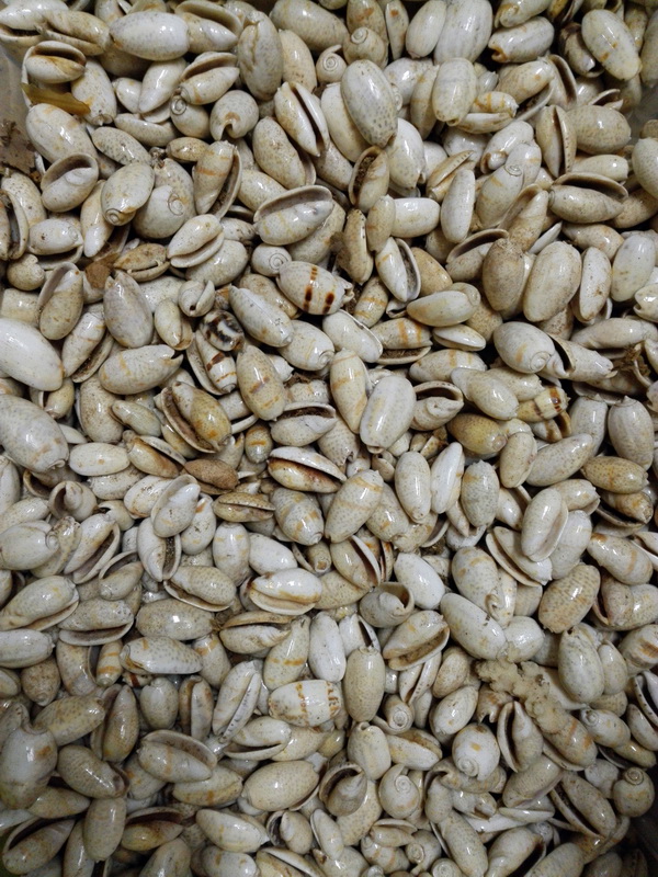 caracola concha marina deco naturaleza aprox largo 3_8-4_5 consultar cantidades